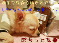 にほんブログ村 犬ブログ チワワへ