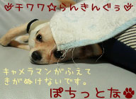 にほんブログ村 犬ブログ チワワへ