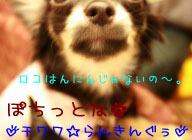 にほんブログ村 犬ブログ チワワへ