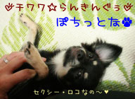 にほんブログ村 犬ブログ チワワへ