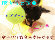 にほんブログ村 犬ブログ チワワへ
