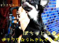 にほんブログ村 犬ブログ チワワへ