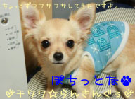 にほんブログ村 犬ブログ チワワへ