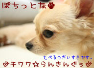 にほんブログ村 犬ブログ チワワへ