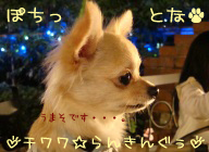 にほんブログ村 犬ブログ チワワへ