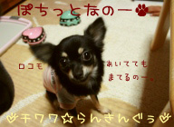 にほんブログ村 犬ブログ チワワへ