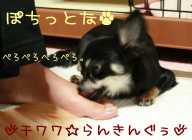 にほんブログ村 犬ブログ チワワへ
