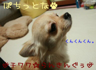にほんブログ村 犬ブログ チワワへ