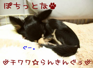 にほんブログ村 犬ブログ チワワへ