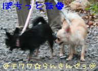 にほんブログ村 犬ブログ チワワへ