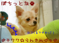 にほんブログ村 犬ブログ チワワへ