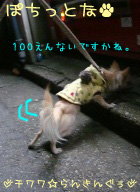 にほんブログ村 犬ブログ チワワへ