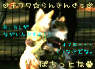 にほんブログ村 犬ブログ チワワへ