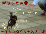 にほんブログ村 犬ブログ チワワへ