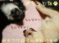 にほんブログ村 犬ブログ チワワへ