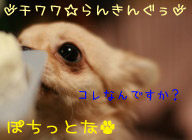 にほんブログ村 犬ブログ チワワへ