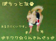 にほんブログ村 犬ブログ チワワへ