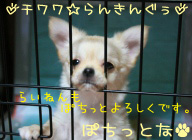 にほんブログ村 犬ブログ チワワへ