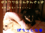¤Ë¤Û¤ó¥Ö¥í¥°Â¼ ¸¤¥Ö¥í¥° ¥Á¥ï¥ï¤Ø