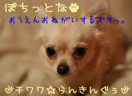 にほんブログ村 犬ブログ チワワへ