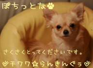 にほんブログ村 犬ブログ チワワへ