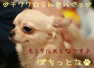 にほんブログ村 犬ブログ チワワへ