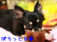 にほんブログ村 犬ブログ チワワへ
