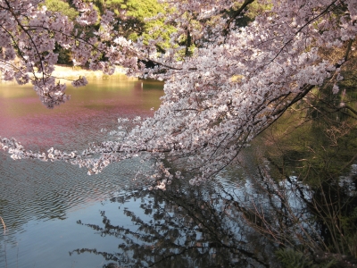 御苑2011春