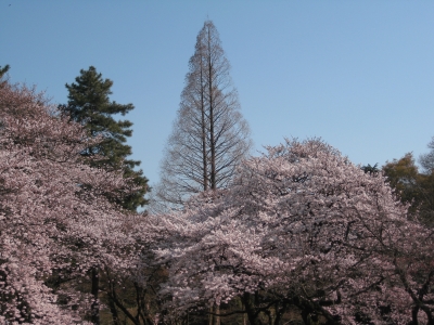 御苑2011春2