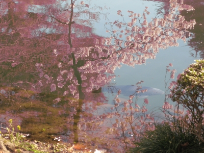 御苑2011春3鯉