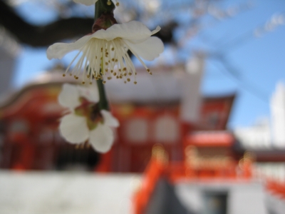 花園神社の梅