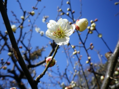 新宿御苑2013、春2