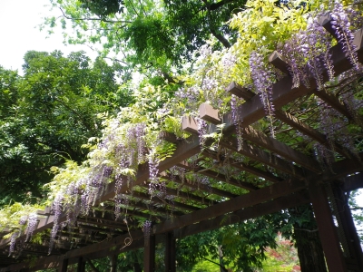 蚕糸の森 藤棚1