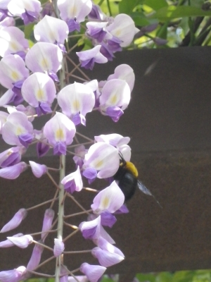蚕糸の森 藤棚3