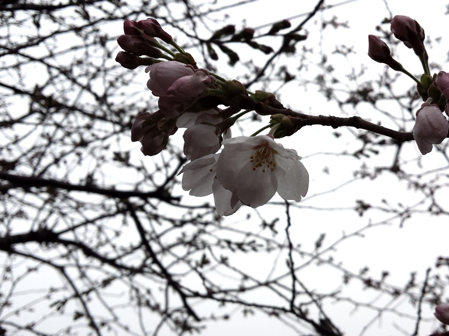 sakura2014