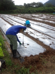 マルチ穴　フェロモン