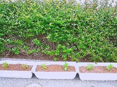 トマト苗(3台).jpg