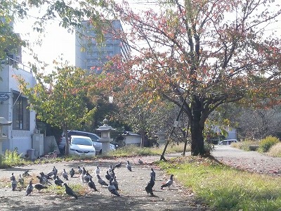 琵琶湖撮影11月12日 028.jpg