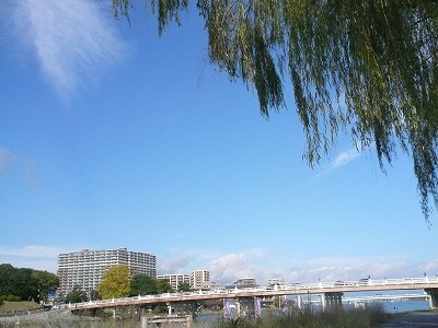 琵琶湖撮影11月12日 045.jpg