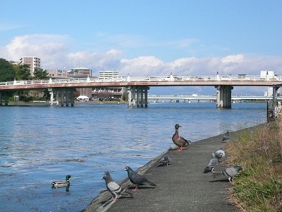 琵琶湖撮影11月12日 073.jpg