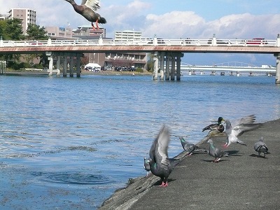 琵琶湖撮影11月12日 074.jpg