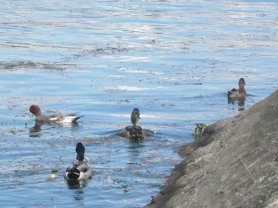 琵琶湖撮影11月12日 070.jpg