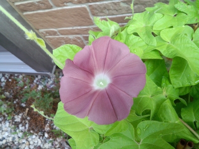 朝顔 Vol.18（2014） 8/22～8/27 | FLYING SAUCER ＋