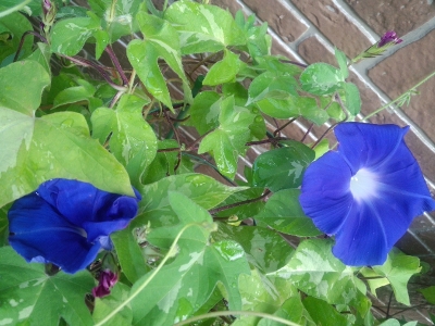 朝顔 Vol.18（2014） 8/22～8/27 | FLYING SAUCER ＋