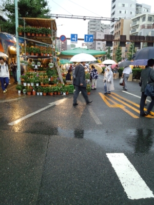 2015朝顔市