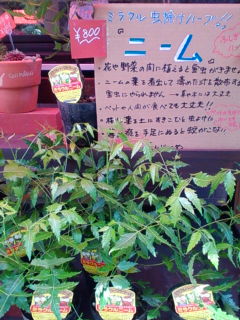ニーム