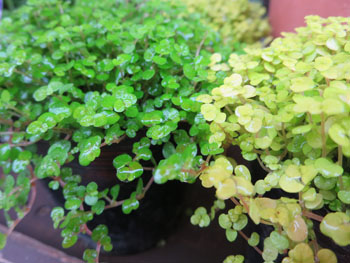 ベビーティアズ 観葉植物