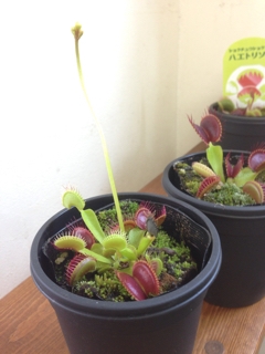 ハエトリソウ 食虫植物