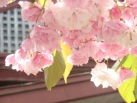 2015花見