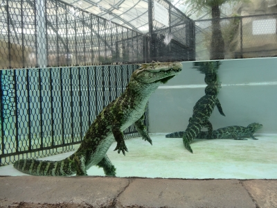 熱川 バナナワニ園